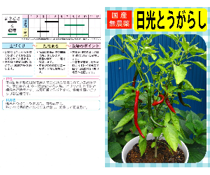 日光とうがらし解説