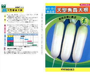 天聖青首大根解説